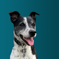 BluPet